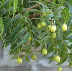 گیاه چریش 